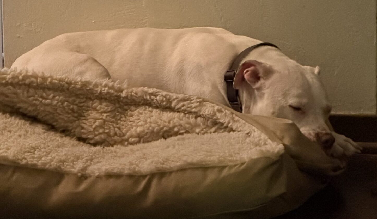 dog napping