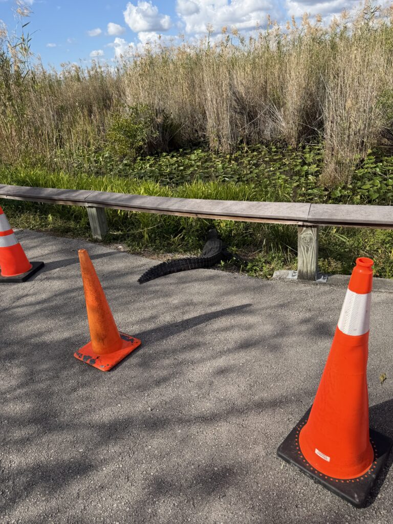 Traffic cones beside a gator