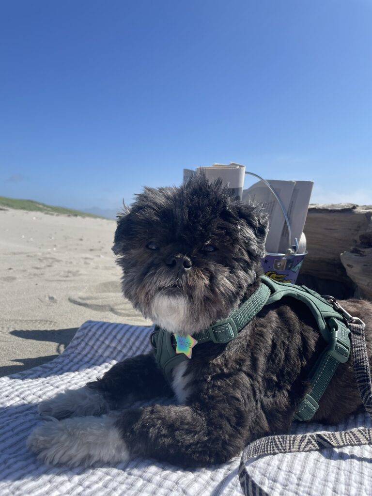 Happy dog at seaside beach