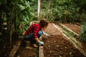 Woman planting seedlings in a backyard vegetable garden with raised beds and leafy green plants.